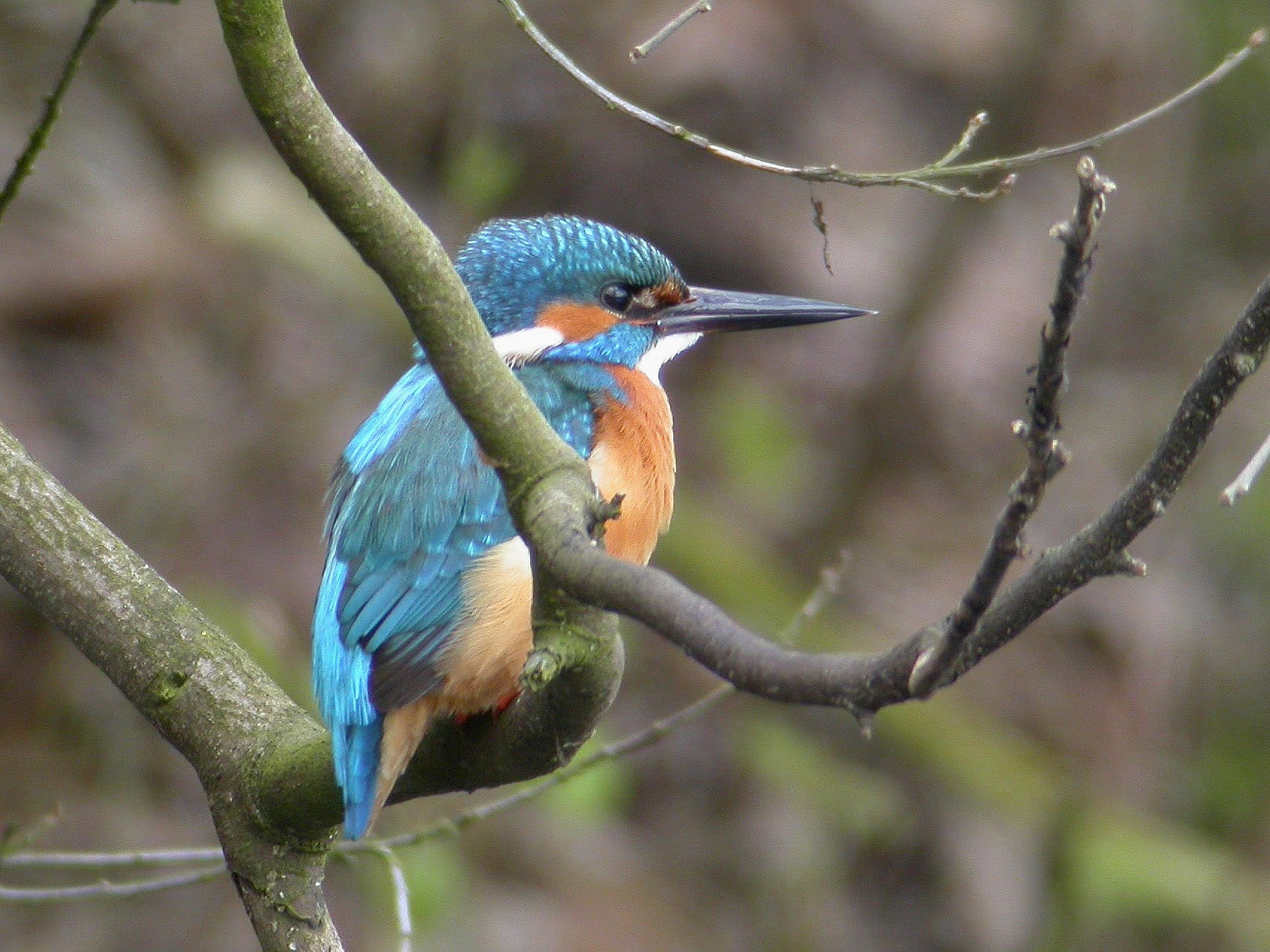 Ijsvogel in Den Bosch